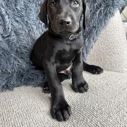 Doberman Pinscher Puppies from Haus of Hound