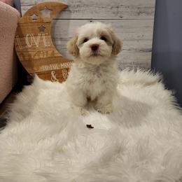 Havanese Puppies from Sweet Southern Havanese