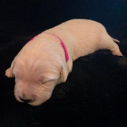 Kanga( pink girl) - Light golden female Golden Retriever puppy in Clarksville, Tennessee from 255 Goldens