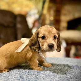 BUTTERCUP - Cream female Dachshund puppy in Ville Platte, Louisiana from Cajun Pawfection