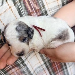 Red - Merle male Bernedoodle puppy in Grandview, Texas from Big Sky Bernedoodles