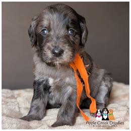 ASPEN - Blue Merle F English Goldendoodle - OFA-GENETICS-2 YR Warranty. - Merle male Goldendoodle puppy in Jeddo, Michigan from Apple Creek Doodles