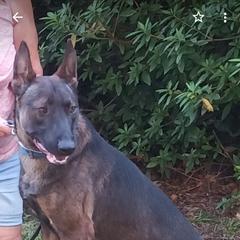 Jenz - Belgian Malinois