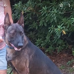 Jenz - Belgian Malinois