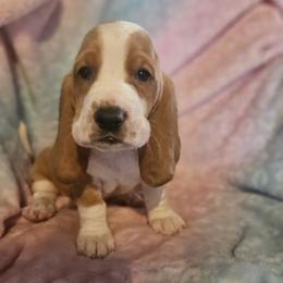 Girl 6 - Basset Hound puppy from Bad and Boujee Basset Hounds