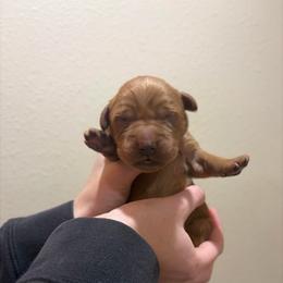 Rarity - Dark golden male Golden Retriever puppy in Mountain Home, Idaho from Poppy's Garden Golden Retrievers