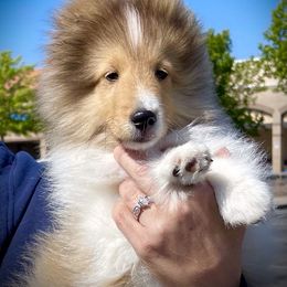 Shetland Sheepdog Puppies from Solange Shelties