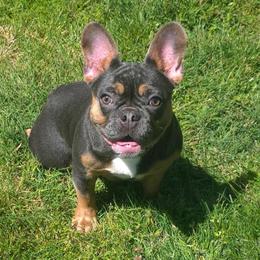 Luna - Tricolors female French Bulldog puppy in Washington from Pawcific Coast Bullies