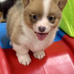 Spice-STUNNING red girl with natural long tail - Red female Pembroke Welsh Corgi puppy in Taylorsville, North Carolina from Mill Creek’s Pembroke Welsh Corgis and French Bulldogs