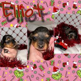 Elliot - Dapple male Dachshund puppy in Brazil, Indiana from King Duke Dachshunds