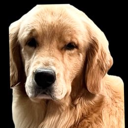 Golden Retriever Puppies from Goldminer Goldens