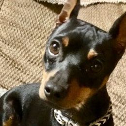 Bash - Miniature Pinscher
