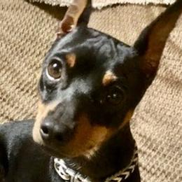 Bash - Miniature Pinscher