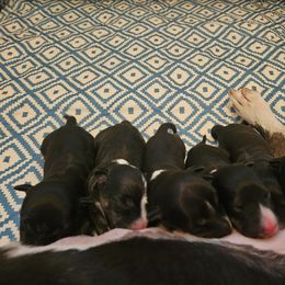 Fozzy - Black brindle and white male Miniature Bull Terrier puppy in Hollywood, Florida from Mini Bull Lane
