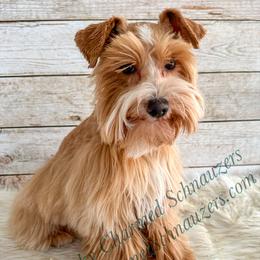 Jack - Miniature Schnauzer