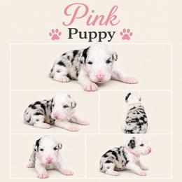 Girl 3 - Merle female Sheepadoodle puppy in Mesa, Arizona from Desert Sheepies and Doodles