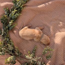 Dilute Retriever and Labrador Retriever Puppies from LC Hunting Labs, LLC.
