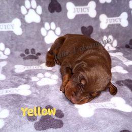 Yellow Collar - Red and rust male Doberman Pinscher puppy in Louisville, Kentucky from Ruiz Dobermans