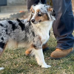 Kya Skye - Miniature Australian Shepherd