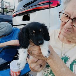 Caroline - Piebald female Dachshund puppy in Altus, Oklahoma from Johnson Prairie Pups