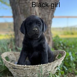 Black Girl - Black Labrador Retriever puppy in Corning, California from Raven's Labradors