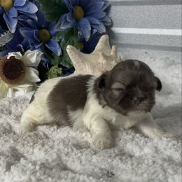 AKC Forbes - Liver and white male Shih Tzu puppy in Elgin, South Carolina from Silver Bells Paw Prints