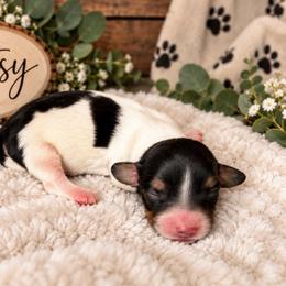 Betsy - Piebald female Dachshund puppy in Central Point, Oregon from Chamberlains Doxie