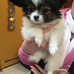 Papillon Puppies from A Breed Apart Papillons