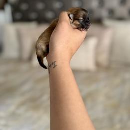 Daisy - Orange sable female Pomeranian puppy in Modesto, California from My Secret Poms