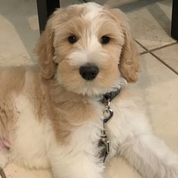 Cyrus - Australian Labradoodle