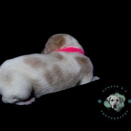 Basset Hound Puppies from Tabitha Schwierking