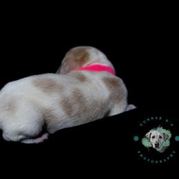 Basset Hound Puppies from Tabitha Schwierking