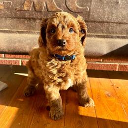 Swift-blue collar - Red  male Goldendoodle puppy in Lewisville, Texas from Zink Doodles