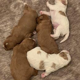 Cavalier King Charles Spaniel and Cavapoo Puppies from KC’s Cavs& Creams