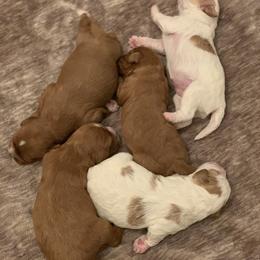 Cavalier King Charles Spaniel and Cavapoo Puppies from KC’s Cavs& Creams