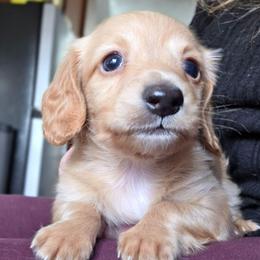 Daisy's ee red boy longhair - Red male Dachshund puppy in Declo, Idaho from Dozendachs