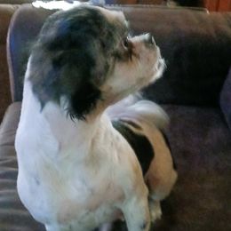 Pepper - Shih Tzu