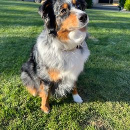 Nala - Miniature Australian Shepherd