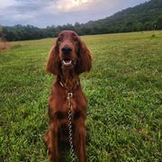 Irish Setter puppies from Shakarri Irish Setters
