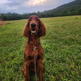 Irish Setter puppies from Shakarri Irish Setters