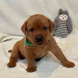 Girl 2 - Labrador Retriever puppy in Harrison, Arkansas from Brandywine Labradors