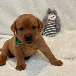 Girl 2 - Labrador Retriever puppy in Harrison, Arkansas from Brandywine Labradors