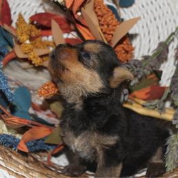 Ketch - Black and tan male Norwich Terrier puppy in Groesbeck, Texas from Ranch 4M