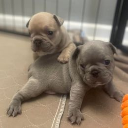 French Bulldogs from Holt Family French Bulldogs