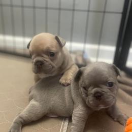 French Bulldogs from Holt Family French Bulldogs