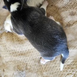 Storm - Black and white Siberian Husky puppy in Sharon, Tennessee from Apple Oak Castle Siberians