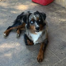 Paris - Miniature Australian Shepherd