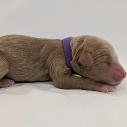 Miss Purple - Apricot female Goldendoodle puppy in Lebanon, Pennsylvania from Robertson's Retrievers and Doodles