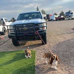 Basset Hound and Dalmatian Puppies from Lazy B Bassets and Dalmatians