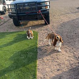Basset Hound and Dalmatian Puppies from Lazy B Bassets and Dalmatians